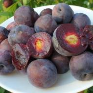 Саджанець Сливово-вишневий гібрид Мейнор